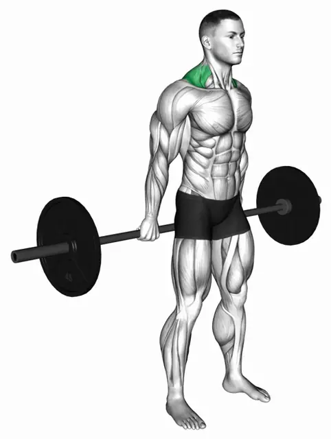바벨 비하인드 백 슈러그 자세 시연