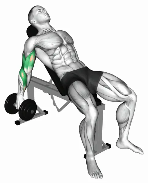 덤벨 인클라인 컬 자세 시연