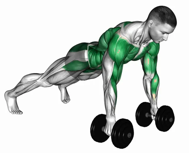 덤벨 르네게이드 로우 자세 시연