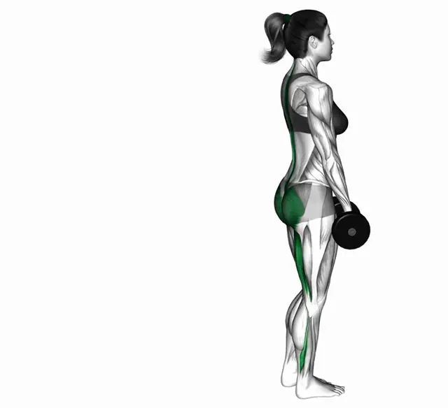 덤벨 원레그 스티프 레그 데드리프트 자세 시연