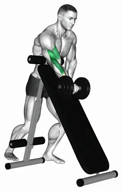 덤벨 한팔 컬 (인클라인 벤치) 자세 시연