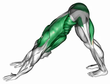 Alternating Leg Downward Dog demo