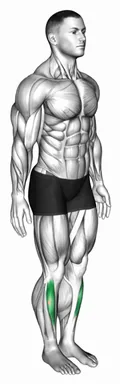 Ankle Dorsiflexion demo