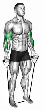 Band Close Grip Biceps Curl demo