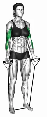 Band Standing Alternate Biceps Curl demo