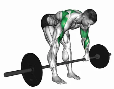 Barbell Bent over Rear Delt Row demo