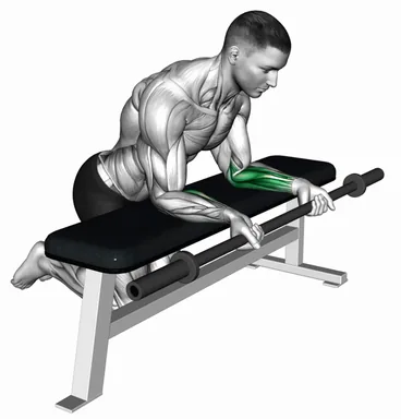 Barbell Palms Up Wrist Curl over a bench demo