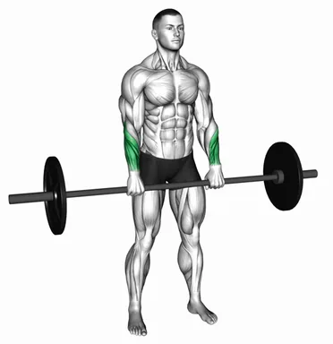 Barbell Standing Reverse Wrist Curl demo