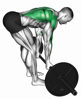 Barbell Underhand Bent Over Row demo
