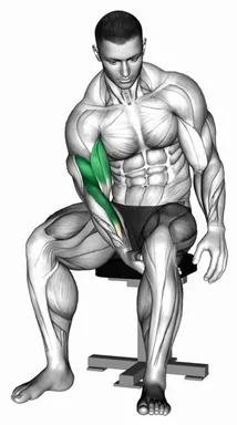 Biceps Leg Concentration Curl demo