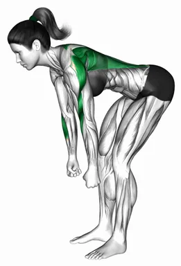 Bodyweight Bent Over Row demo