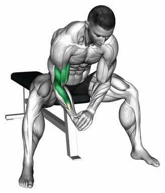 Bodyweight Seated Single Arm Concentration Curl demo