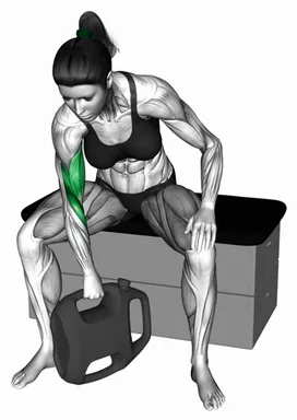 Bottle Weighted Reverse Grip Concentration Curl demo