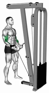 Cable Curl with Multipurpose V Bar demo