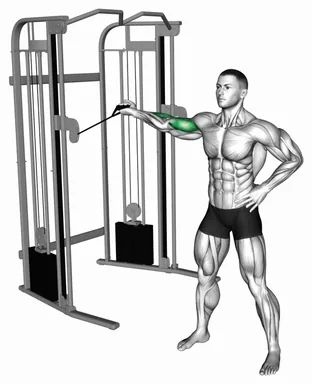 Cable One Arm Inner Biceps Curl demo
