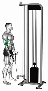Cable Standing Biceps Curl (rope attachment) demo