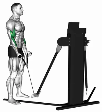 Cable Standing Biceps Curl (rope attachment) (VERSION 3) demo