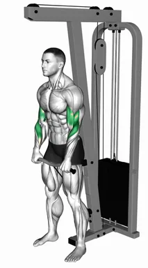 Cable Standing Reverse Curl (SZ Bar) demo