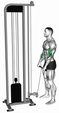 Cable Standing Reverse Grip Curl (Straight Bar) demo