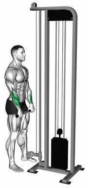 Cable Standing Wrist Reverse Curl demo