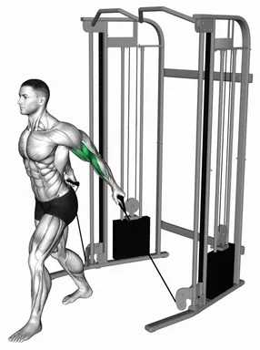 Cable Unilateral Biceps Curl demo