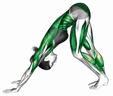 Cat Cow to Wide Downward Dog Calf Stretch demo