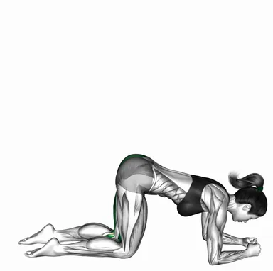 Donkey Kick Glute Curl demo
