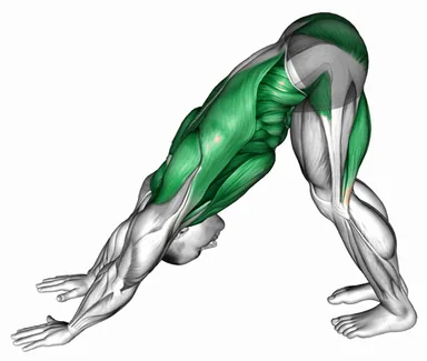 Downward Dog demo