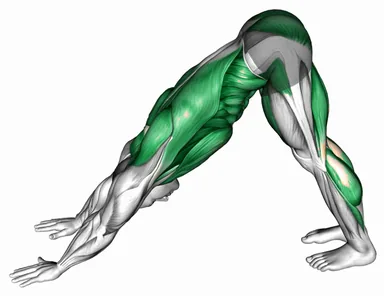 Downward Dog to Chest Press demo