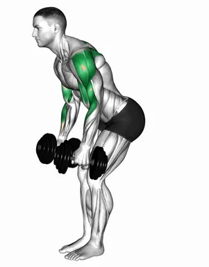 Dumbbell Bent Over Reverse Fly to Hammer Curl demo
