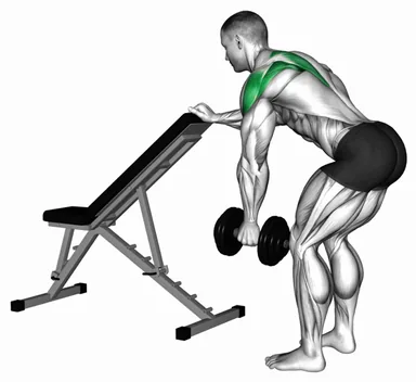 Dumbbell One Arm Reverse Fly (with support) (VERSION 2) demo