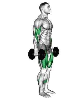 덤벨 리어 런지 바이셉 컬 자세 시연