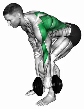 Dumbbell Single Arm Bent Over Row demo