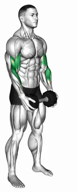 Dumbbell Standing Hammer Curl demo