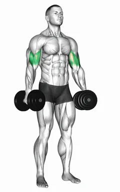 Dumbbell Standing Inner Biceps Curl (version 2) demo