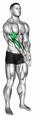 Elbow Extension and Supination Pronation Forearm Stretch demo