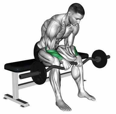 EZ Bar Seated Reverse Wrist Curl demo