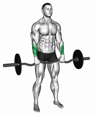 EZ Barbell Standing Reverse Wrist Curl demo
