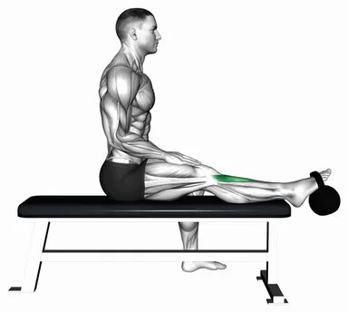 Kettlebell Sitting Tibialis Press demo