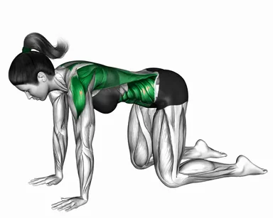 Kneeling Torso Rotation Alternate Row to Thread Through demo