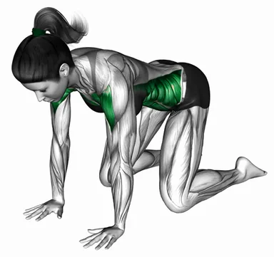 Kneeling Spine and Pelvic Alignment Exercise demo