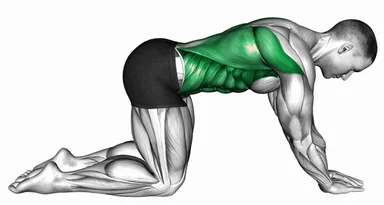 랫 린 투 캣 카우 자세 시연