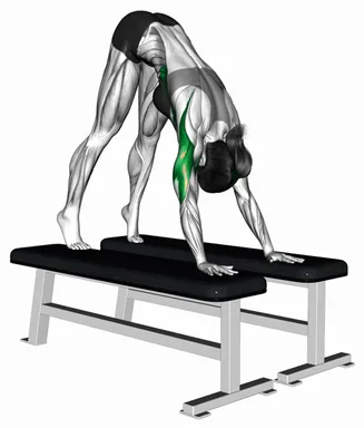 Pike Push-up (between Benches) (Demo 2) demo