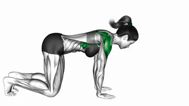 Quadruped Shoulder CARs demo