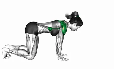 Quadruped Shoulder CARs (VERSION 2) demo