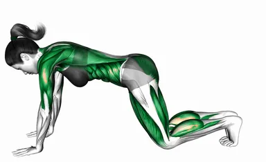 Quadruped to Down Dog demo