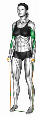 Resistance Band Hammer Curl demo