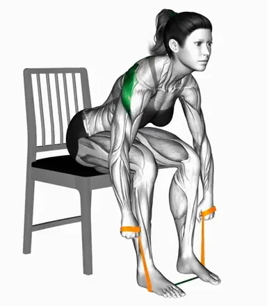 Resistance Band Seated Bent Over Reverse Fly on a Chair demo