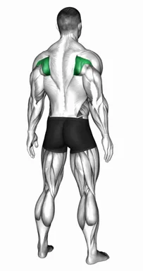 Scapula Elevation Depression demo