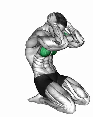 Seated Chest Clam demo